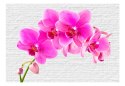 Fototapeta - Różowe orchidee i biel