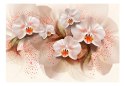 Fototapeta - Herbaciane orchidee