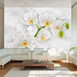 Fototapeta - Liryczna orchidea - biel