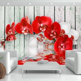 Fototapeta - Czerwona orchidea Drewno
