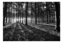 Fototapeta - Czarno-biały las, Drzewa
