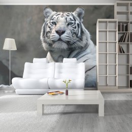 Fototapeta - Biały Tygrys Bengalski