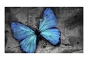 Fototapeta - Niebieski motyl, szara