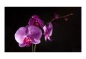 Fototapeta - Fioletowy storczyk Kwiat