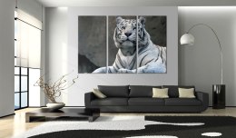 Obraz - Biały tygrys
