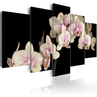 Obraz 5-częściowy Orchidea na czarnym tle