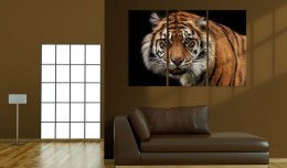 Obraz - Drapieżny tygrys
