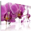 Obraz - Marvelous orchid