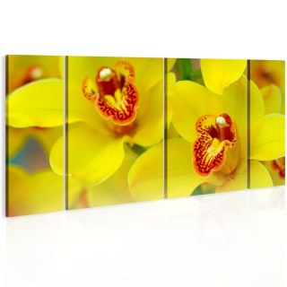 Obraz 4-częściowy - Żółte Orchidee