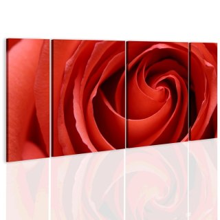 Obraz 4-częściowy - Passionate rose