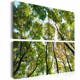 Obraz 40 x 40 cm - Treetops
