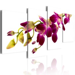 Obraz 80 x 45 cm - Blask orchidei