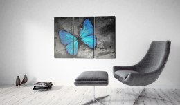 Obraz - Błękitny Motyl