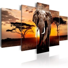Obraz - Wędrówka słonia