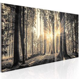 Obraz 150 x 50 cm - Leśne słońce