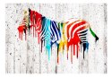 Fototapeta - Kolorowa zebra, Graffiti