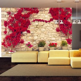 Fototapeta - Czerwone kwiaty na murze