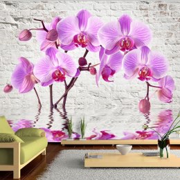Fototapeta - Fioletowa Orchidea, Mur