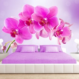 Fototapeta - Różowa orchidea 3D