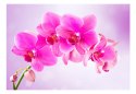 Fototapeta - Różowa orchidea 3D
