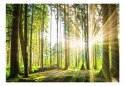 Fototapeta - Słońce w lesie, natura