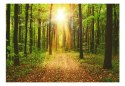 Fototapeta - Ścieżka w lesie, Natura