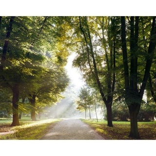 Fototapeta - Drzewa, park, natura