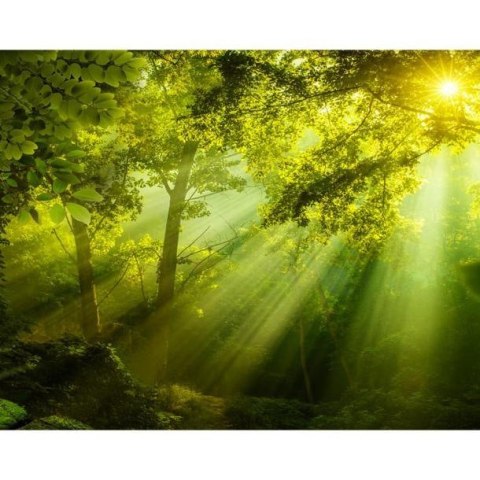 Fototapeta - Promienie słońca w lesie