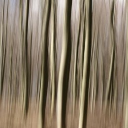 Fototapeta - Abstrakcyjny Las, Pnie