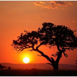 Fototapeta - Afryka, zachód słońca