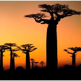 Fototapeta - Afrykańskie baobaby