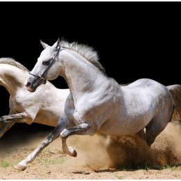 Fototapeta - Białe konie w galopie