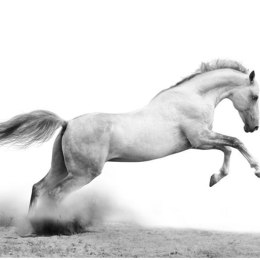 Fototapeta - Biały koń w galopie