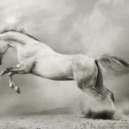 Fototapeta - Biały koń w skoku