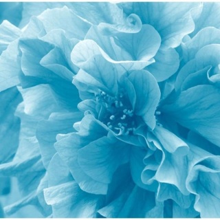 Fototapeta - Blue, Niebieska Azalea