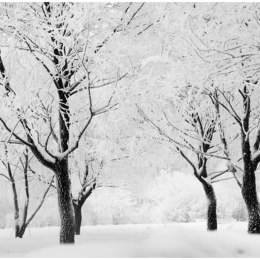 Fototapeta - Drzewa - pejzaż zimowy