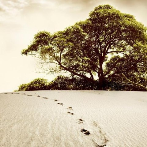 Fototapeta - Drzewo na pustyni