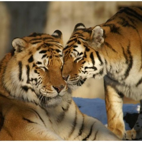 Fototapeta - Dwa tygrysy
