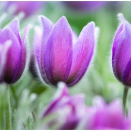 Fototapeta - Fioletowe tulipany, Wiosna
