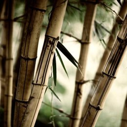 Fototapeta - Azja, Bambus, Mgła