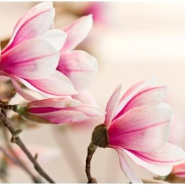 FOTOTAPETA 200x154 +KLEJ, Gałąź i kwiaty magnolii