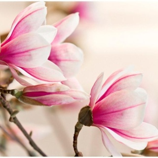 Fototapeta - Gałąź i kwiaty magnolii
