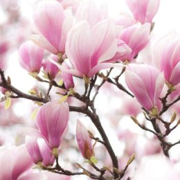 Fototapeta - Gałązka kwitnącej magnolii