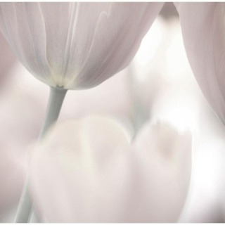 Fototapeta - Jasne Delikatne Tulipany