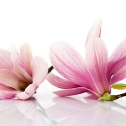 Fototapeta - Kwiat magnolii, Jasna