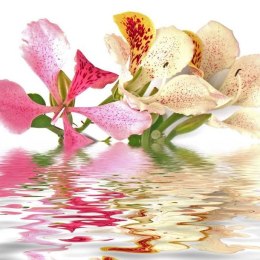 Fototapeta - Kwiaty Storczyka, tropik