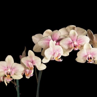 Fototapeta - Kwitnąca orchidea, Czerń