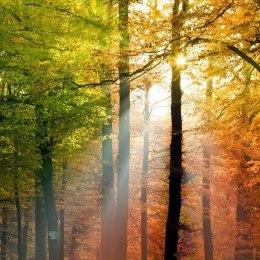 Fototapeta - Las jesienią, drzewa