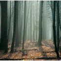 Fototapeta - Las we mgle, drzewa
