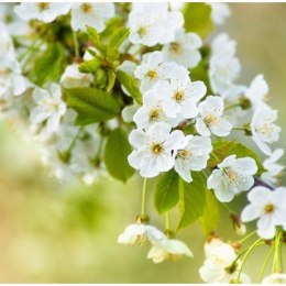 Fototapeta - Natura, kwiaty wiśni